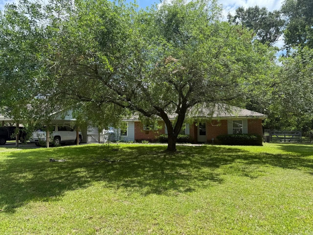 Mature oak with a broad canopy shading a brick home on a maintained residential lot