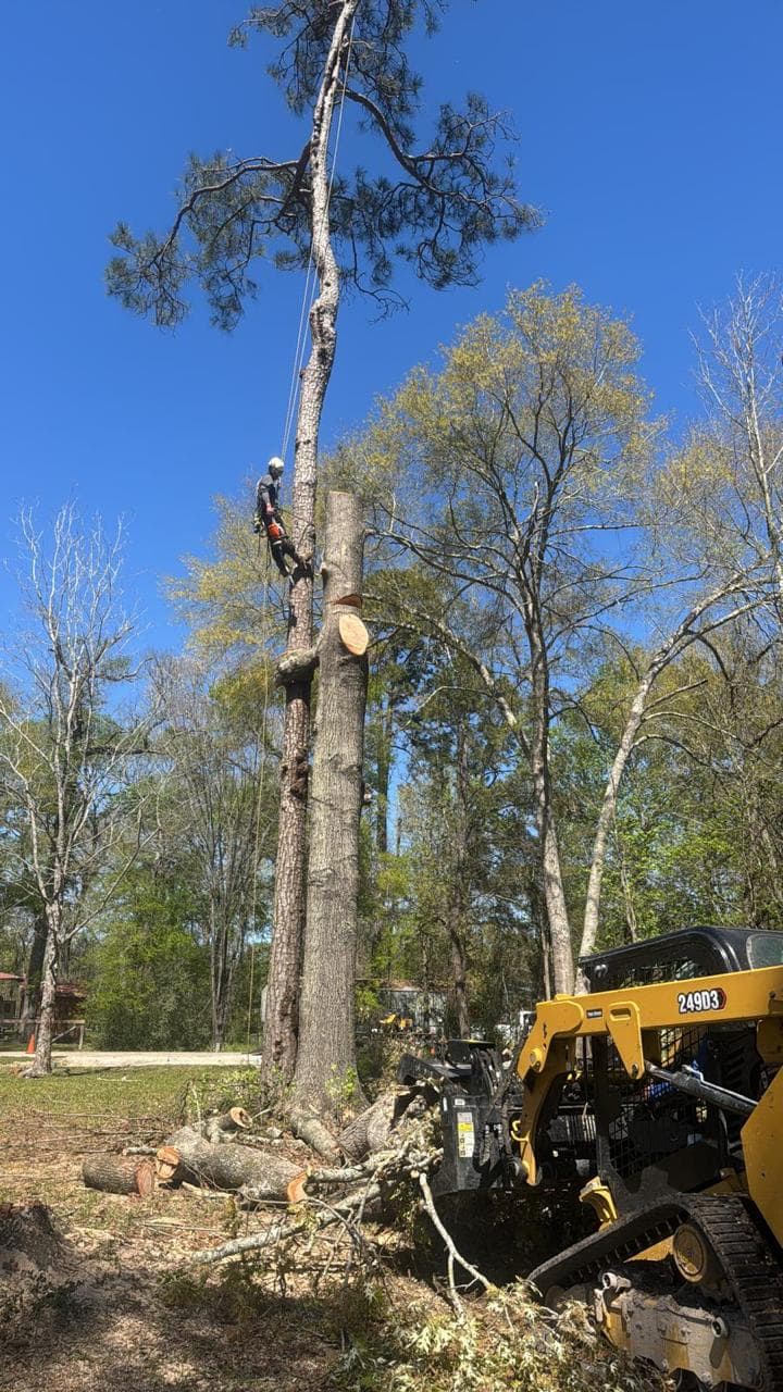 EG Tree Services climber roped into a tall pine partway through a sectional removal, with a tracked skid steer staged below