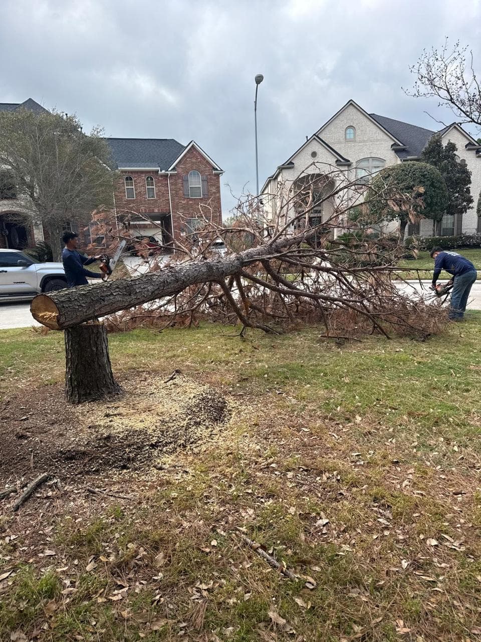 Two EG Tree Services crew members cutting a felled pine into sections on a residential front lawn