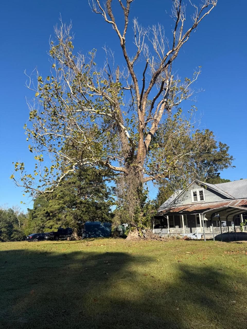 Large dead tree standing directly beside a house, assessed ahead of removal