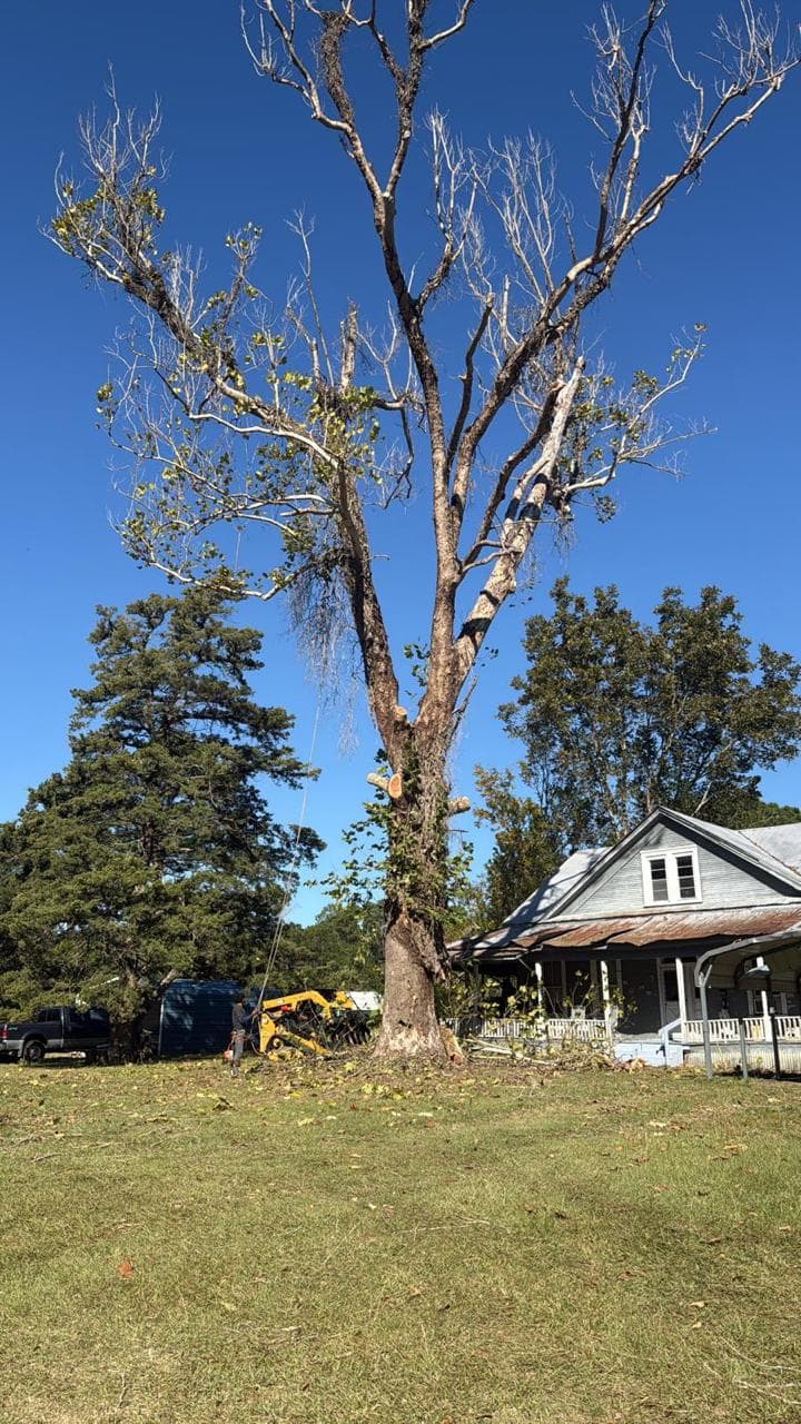 Crew member rigging a large dead hardwood standing close to a house before removal